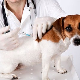 canine coronavirus