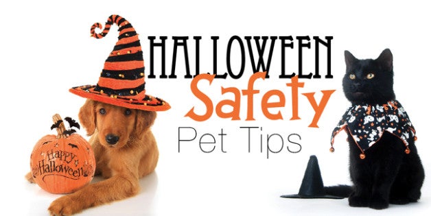 Image result for happy halloween with dog and cat