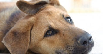 strongid for dogs strongid t allivet pet care strongid for dogs strongid t allivet pet care