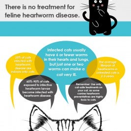 feline heartworm