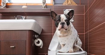 signs of constipation in dogs how to identify and treat constipation in cats allivet pet care signs of constipation in dogs how to identify and treat constipation in cats allivet pet care