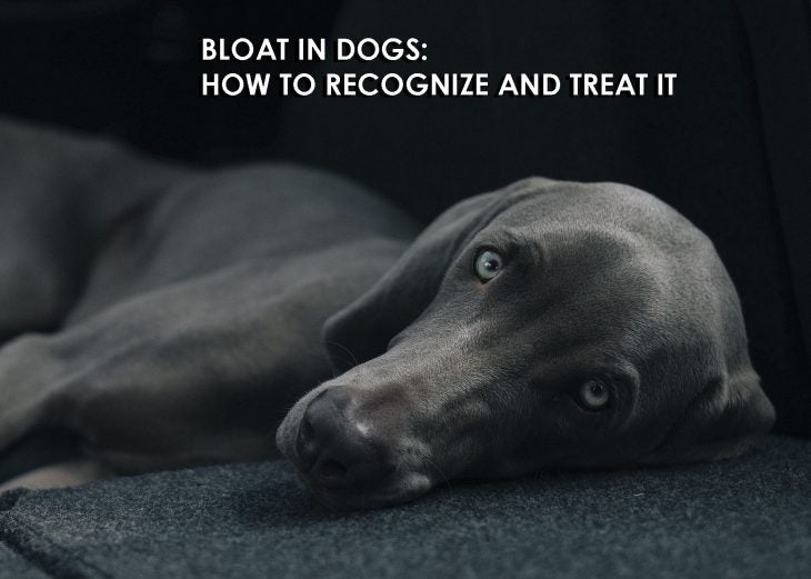 bloat in dogs with bloat breeds picture bloat in dogs with bloat breeds picture