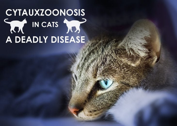 How to Spot and Prevent Cytauxzoonosis in Cats Allivet Pet Care Blog
