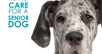 Theophylline Sr For Dogs