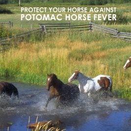 potomac horse fever