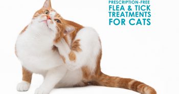 dog flea and tick product comparison chart allivet pet horse joint supplement comparison chart