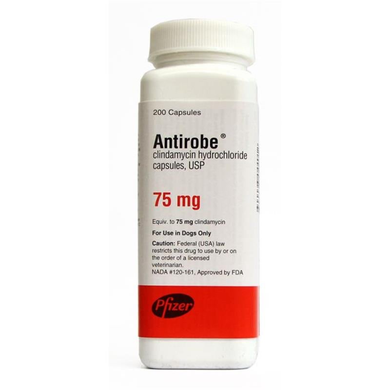 clindamycin for dogs order antirobe capsules for dogs antirobe capsule at best price clindamycin for dogs order antirobe capsules for dogs antirobe capsule at best price