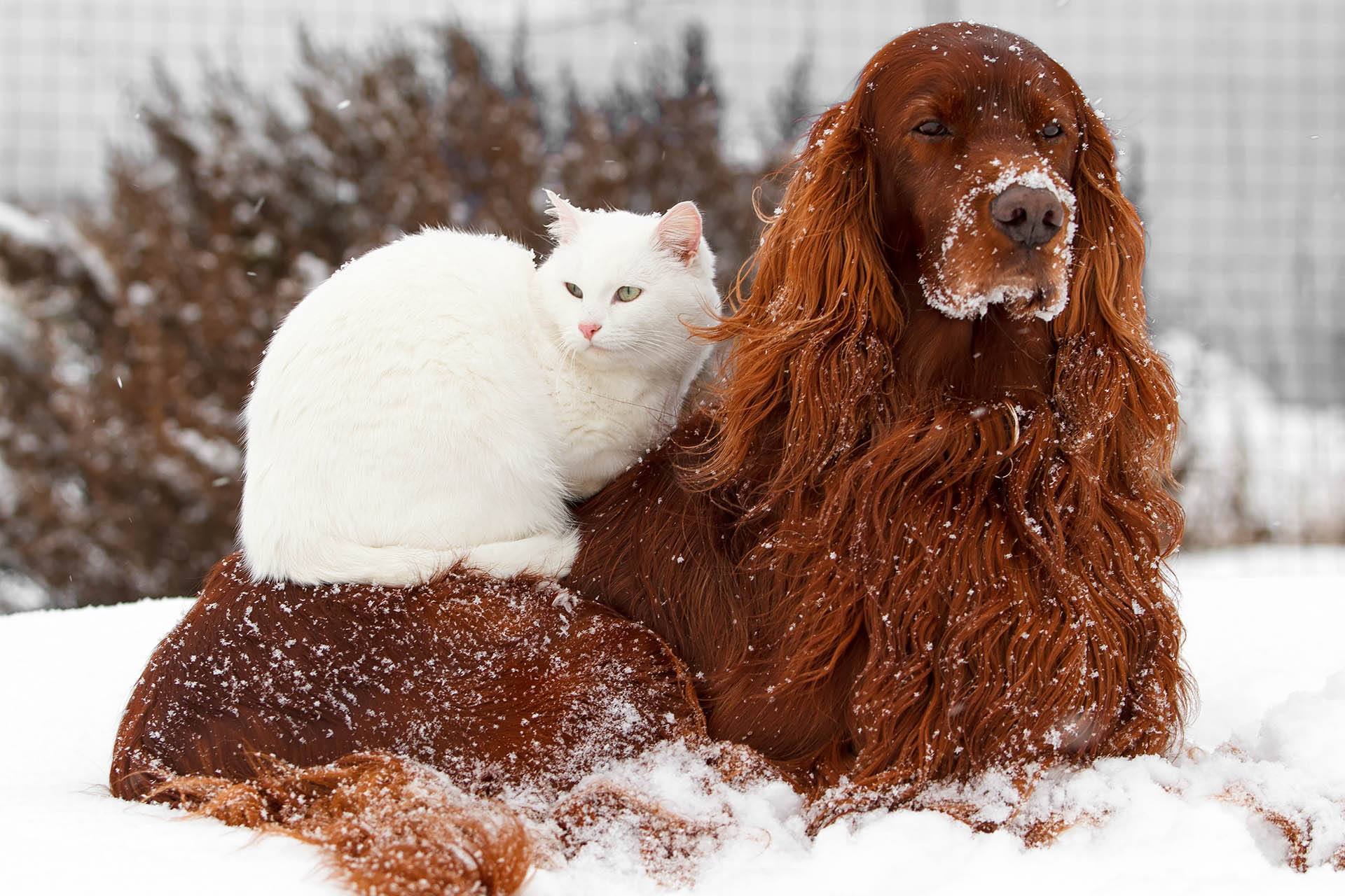 Protect Your Pet Flea Protection in The Winter Allivet Pet Care Blog