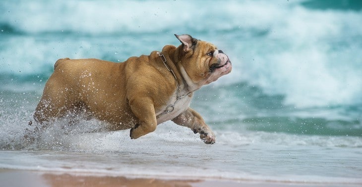 asu supplement for dogs