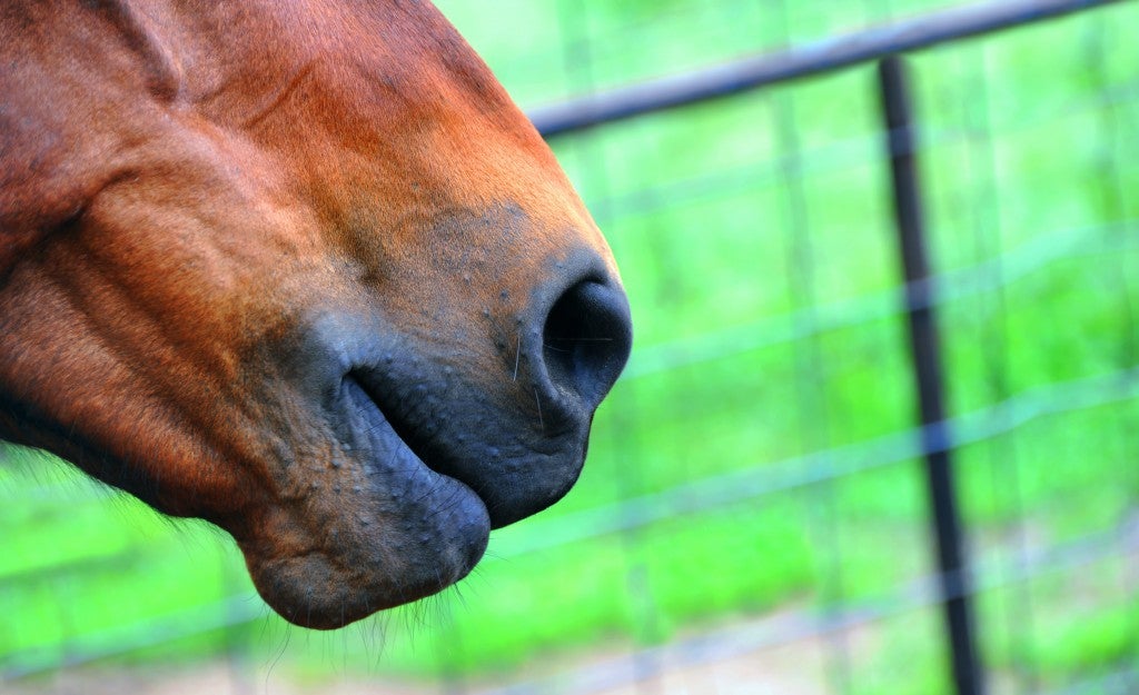 Importance of Horse Respiratory Vaccination & Long Term Health