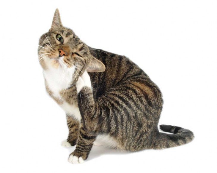 Help, My Pet is Itchy? Allivet Pet Care Blog
