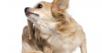 Get rid of fleas fast!
