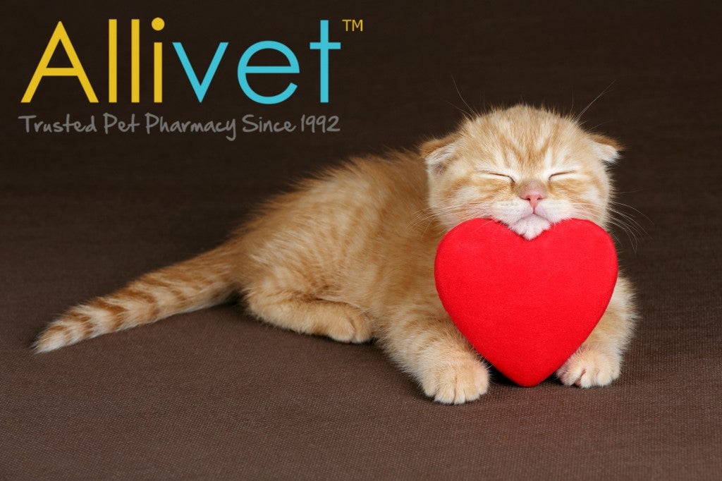 Heartworm in Cats Allivet Pet Care Blog