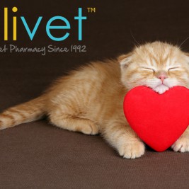 Cat Heartworm Preventative