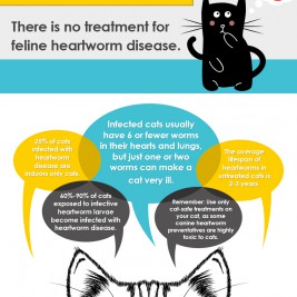 Cat Heartworm Infographic