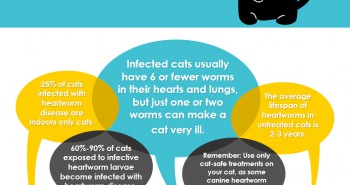Cat Heartworm Infographic
