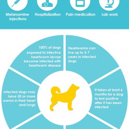 Dog Heartworm Infographic