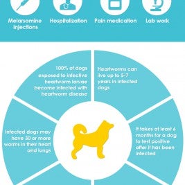 Dog Heartworm Infographic