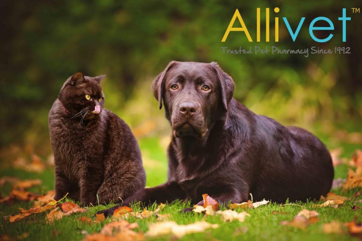 Preventing Animal Cruelty - Allivet Pet Care Blog