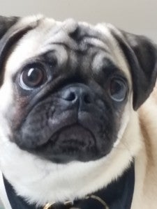 Allivet Pet Contest Winner