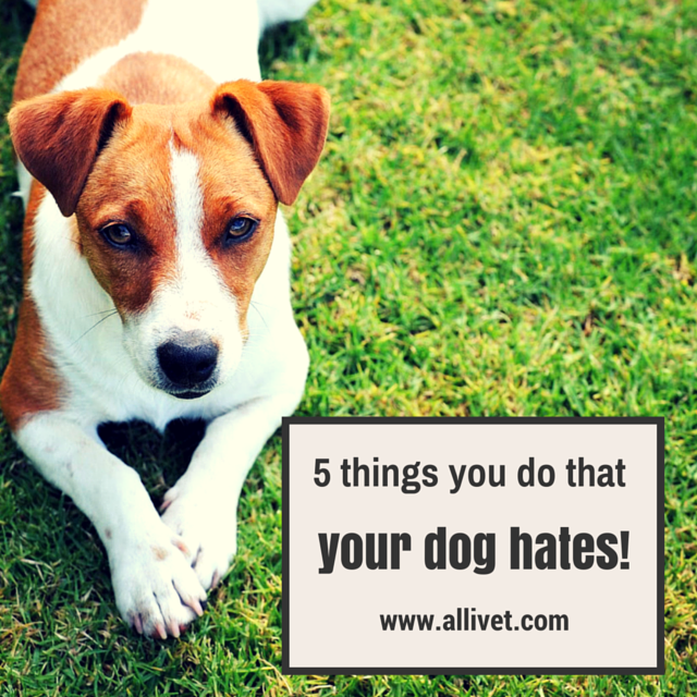 5 Things You Do That Your Dog Hates Allivet Pet Care Blog