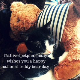 Allivet Pet Pharmacy Wishes You A Happy National Teddy Bear Day!