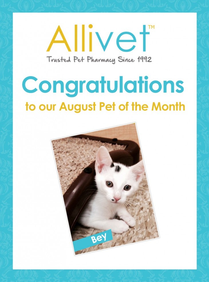 Allivet Pet of the Month