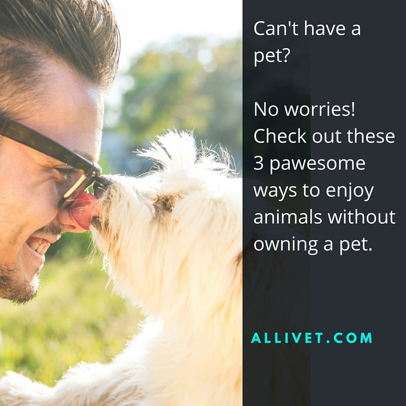 Can't Have A Pet? Allivet Pet Care Blog