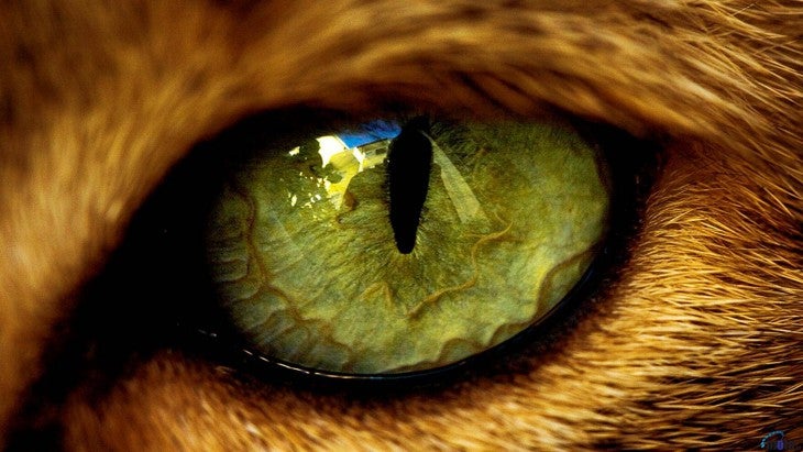 How Many Eyelids Do Cats Have: Surprising Facts Revealed!