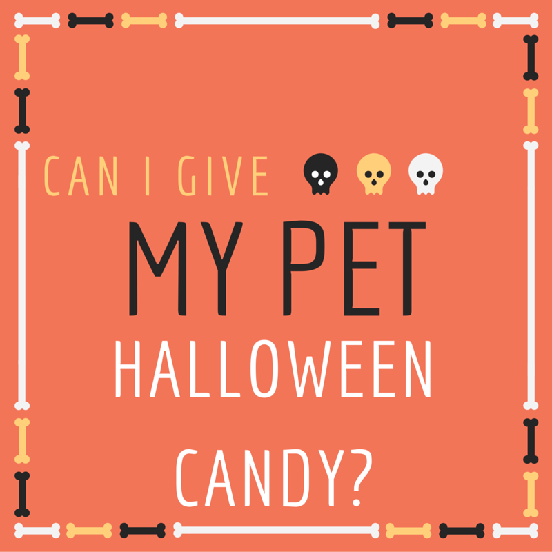 Pet Halloween Candy