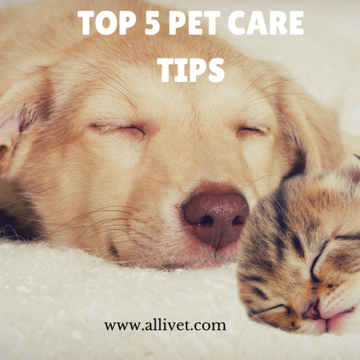 Top 5 Pet Care Tips