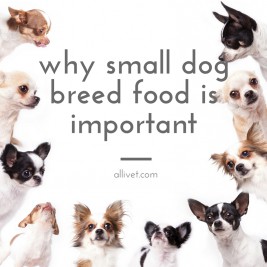 Small dog breed food at Allivet