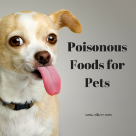 Poisonous Foods for Pets