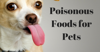 Poisonous Foods for Pets