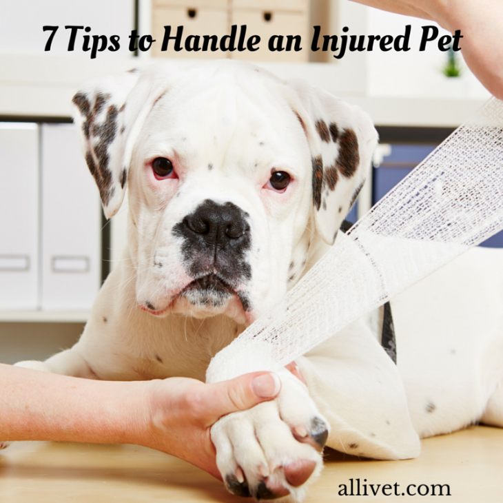 7 tips to handle an injured pet