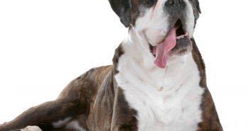 Signs of Heat Stroke in Dogs