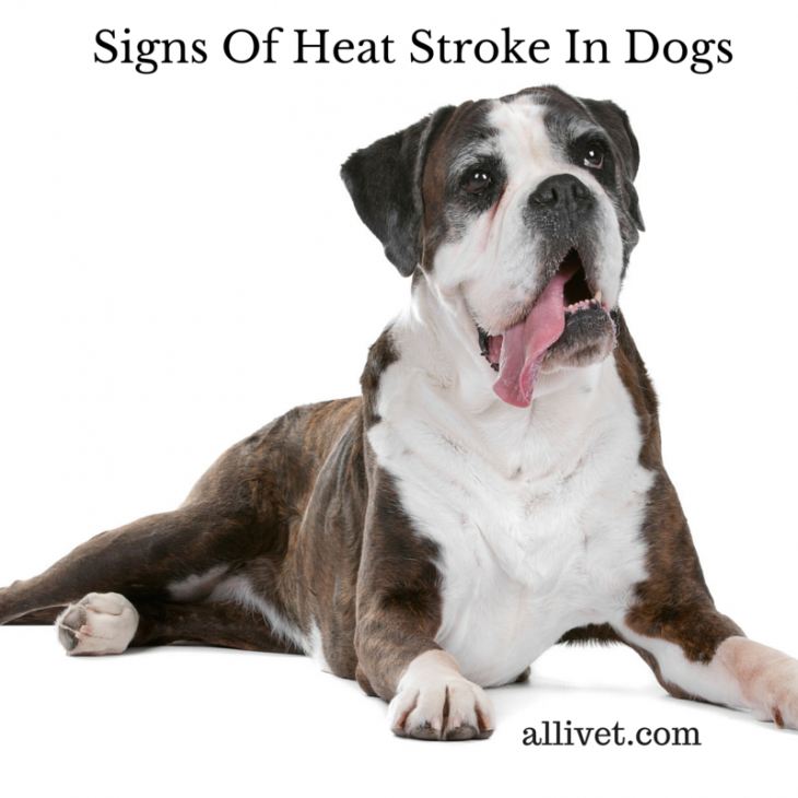 Signs of Heat Stroke in Dogs