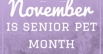 november is senior pet month