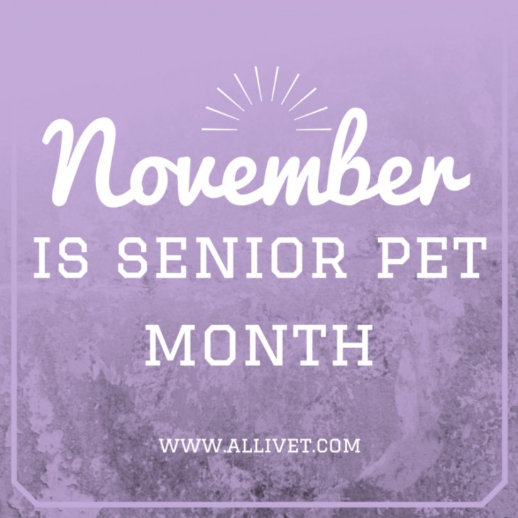 november is senior pet month
