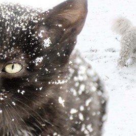 Winterize Your Dog or Cat with these helpful tips
