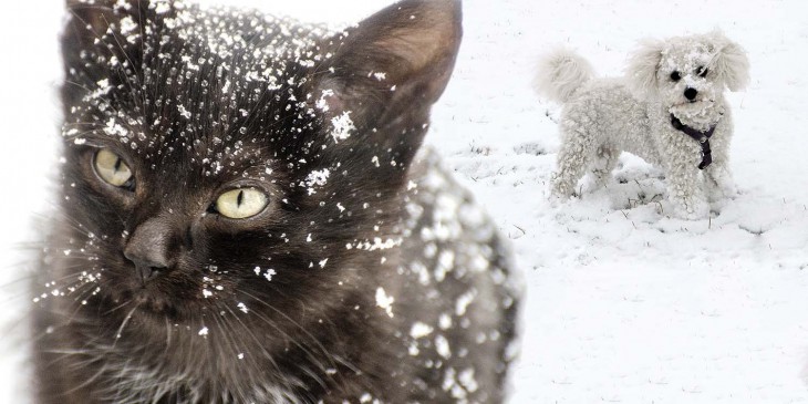 Winterize Your Dog or Cat with these helpful tips