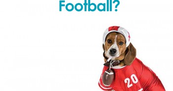dog and kitten football