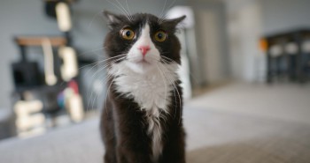 nervous looking cat