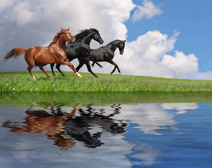 horses running by lake - equine vaccines