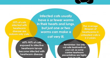 Free Heartworm infographic for cats - Allivet