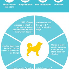 Heartworm infographic for dog - Allivet