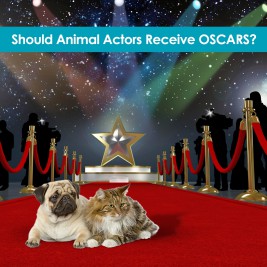 Should Animal Actors Receive OSCARS?