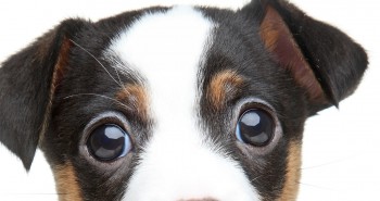Top 4 eye problems affecting dogs