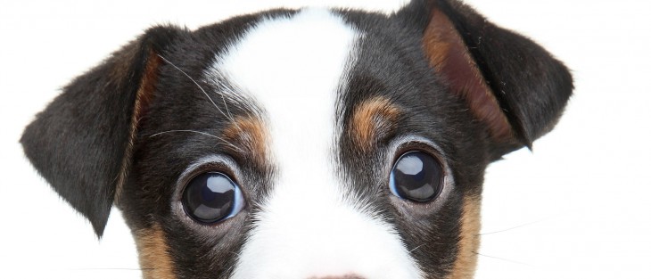 Top 4 eye problems affecting dogs