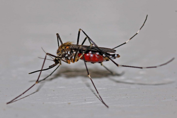 mosquito zika virus